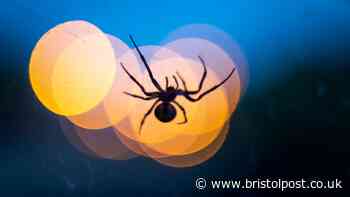 Pest control expert's 'best way to get rid' of spiders in your house - and two 'myths' busted