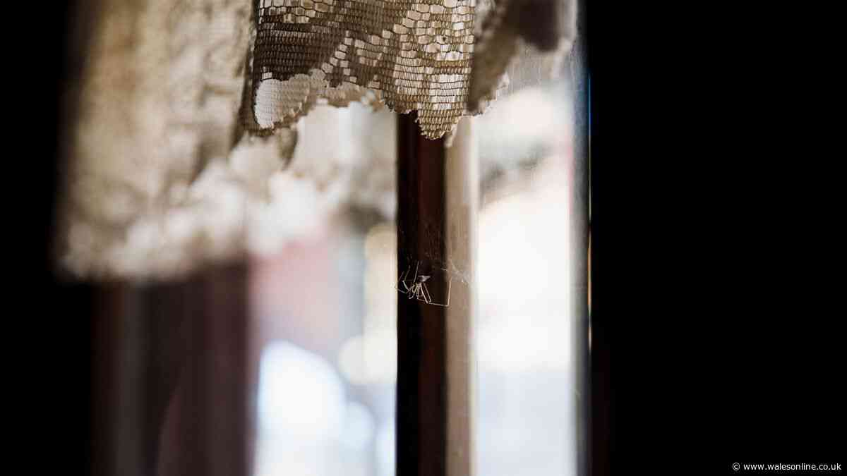 Spiders will stay out with pest control expert's three simple cleaning tips