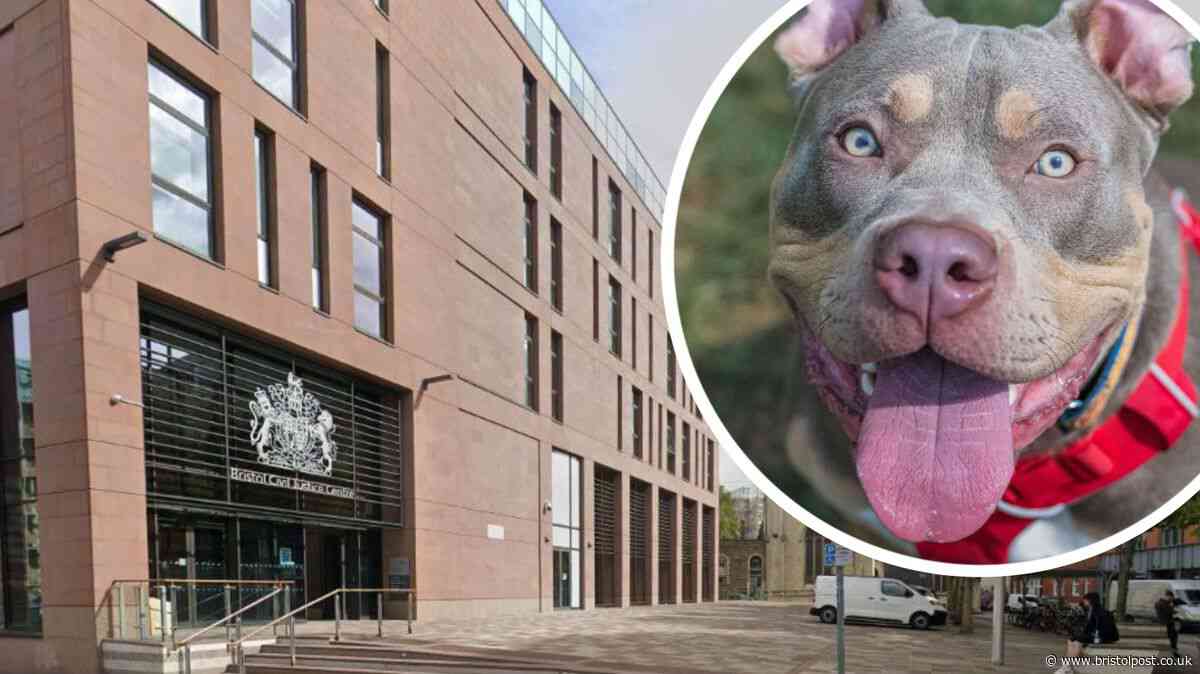 Father told to keep XL Bully away from son as part of custody court case