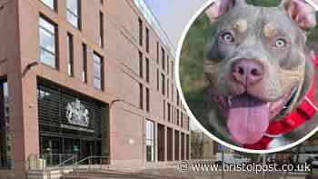 Father told to keep XL Bully away from son as part of custody court case