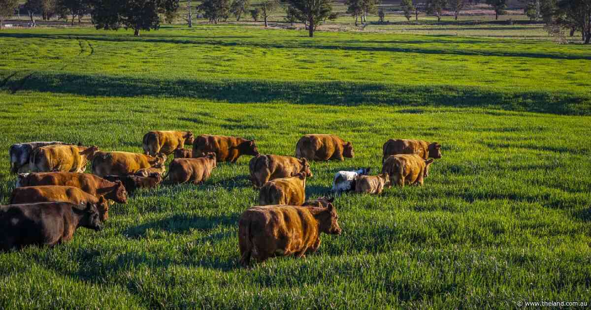 St Eloi a quality cattle, cropping property with arable country | Video