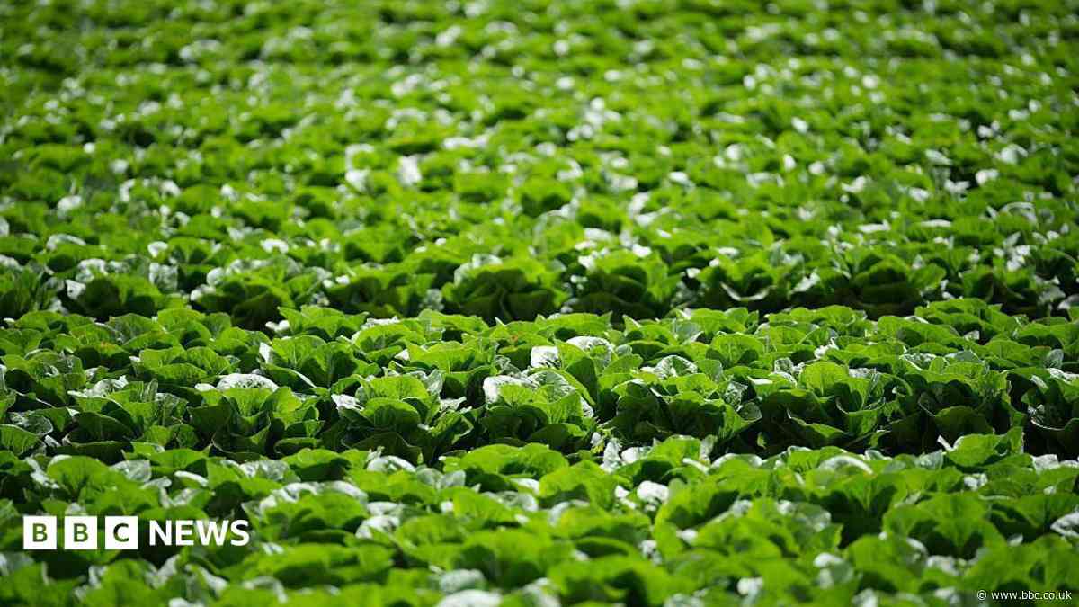 Millions of lettuces ruined by UK aphid outbreak