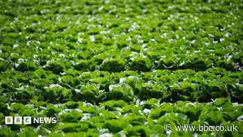 Millions of lettuces ruined by UK aphid outbreak