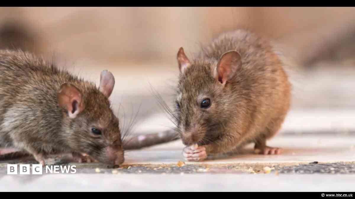 Months-long wait for rat infestation call outs