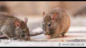 Months-long wait for rat infestation call outs
