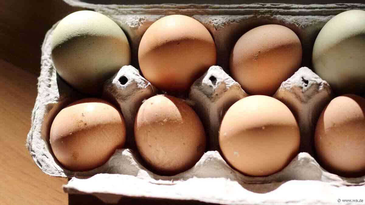 Ukrainische Eier-Produzenten in der Klemme: Preisverfall trifft auf zerstörte Lieferwege