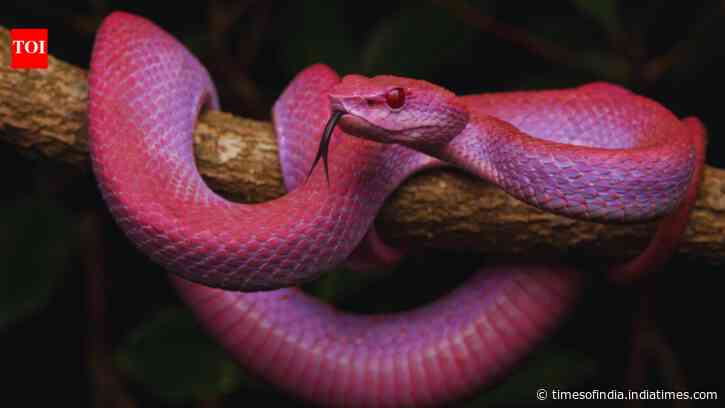 From Mangrove pit viper to Kalahari purple-glossed snake: 5 purple snakes that look too surreal to be real