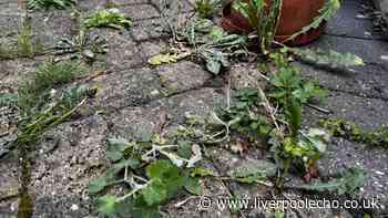 Expert shares garden preparation tips for winter - need to be done now