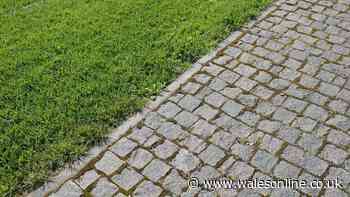 Task all gardeners need to do now to protect their patio before winter