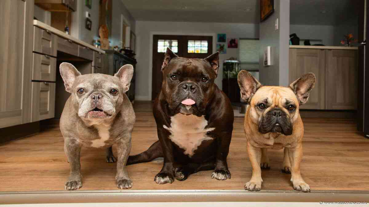 Health concerns owners of eight dog breeds need to be aware of