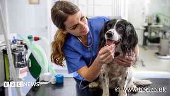 Vet prescription fees capped under rule changes