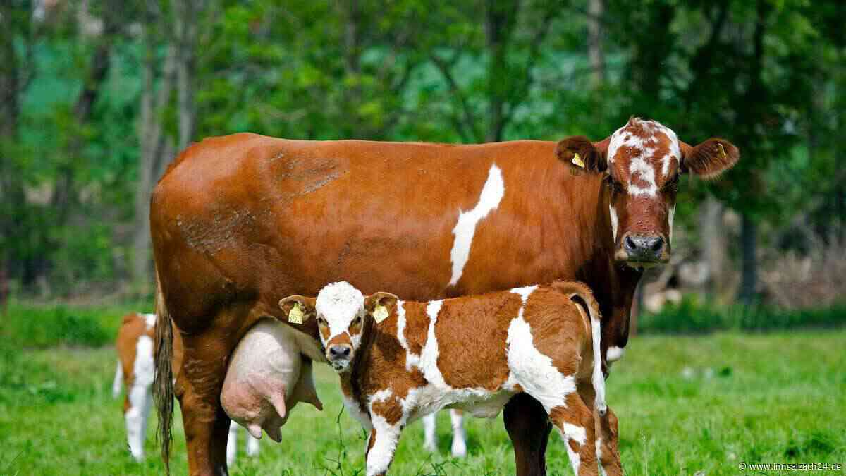 Wem gehört das Kalb? Nachbarn in Bayern streiten um Neugeborenes