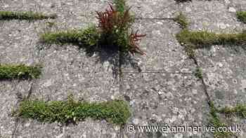 Gardening essential patio winter preparation tasks to sort in September