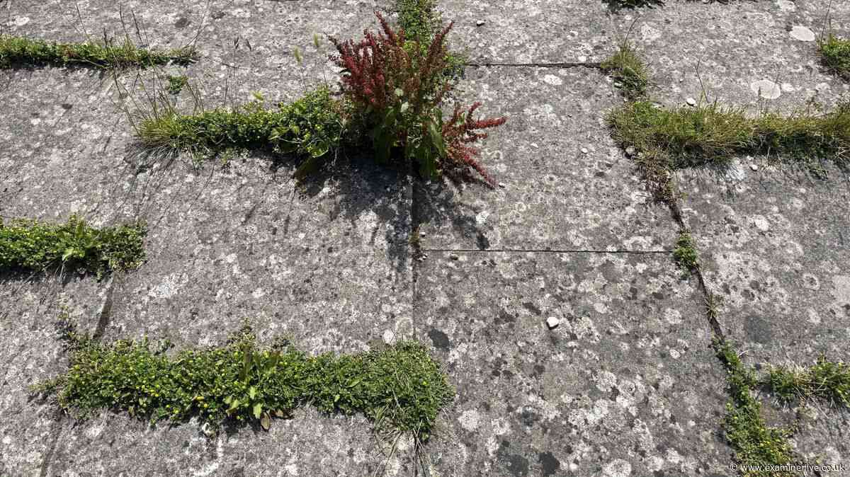 Gardening essential patio winter preparation tasks to sort in September