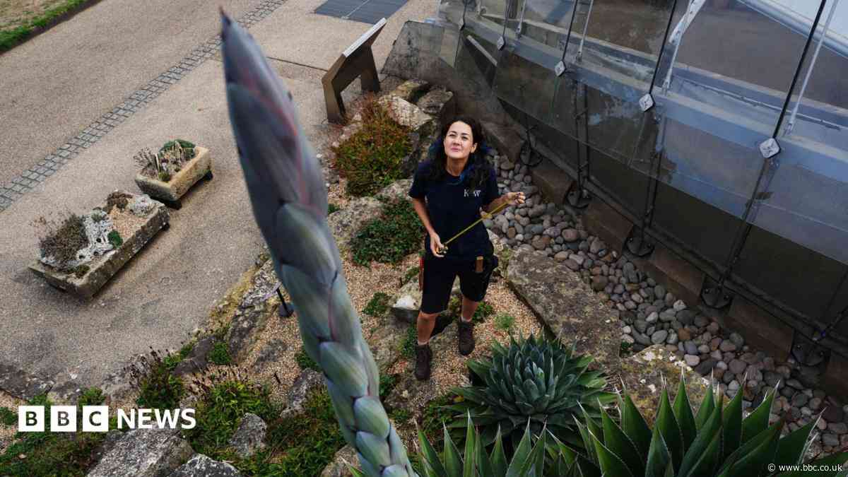 Death bloom on the horizon for giant agave