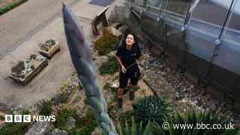 Death bloom on the horizon for giant agave