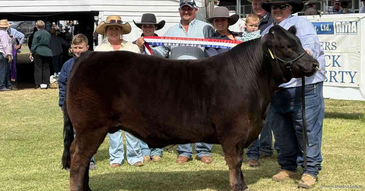 Royal sire dominates 10th led beef extravaganza as 'perfect steer' triumphs