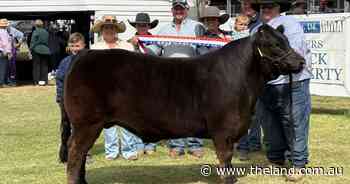 Royal sire dominates 10th led beef extravaganza as 'perfect steer' triumphs
