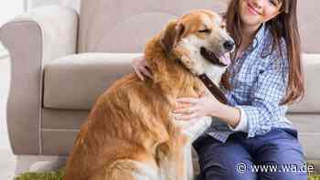 Dieses Hundespiel soll Vierbeiner geistig auslasten