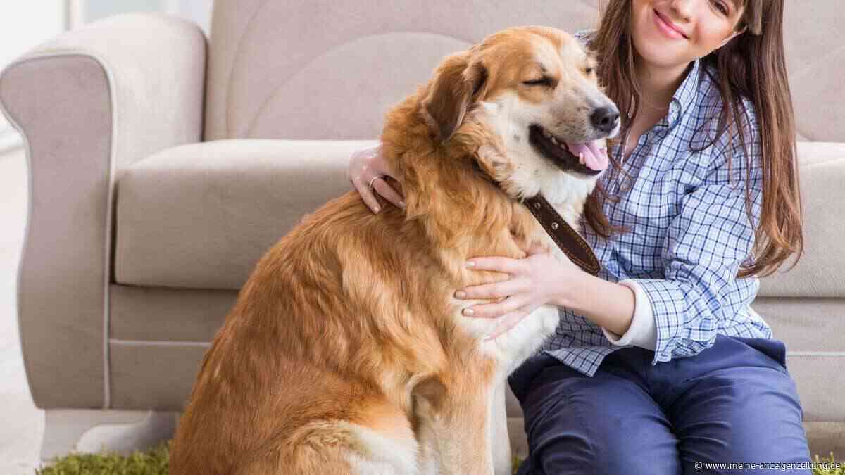 Dieses Hundespiel soll Vierbeiner geistig auslasten