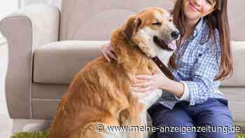 Dieses Hundespiel soll Vierbeiner geistig auslasten