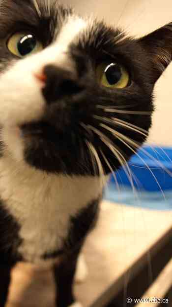 These pets are waiting for their 'furever' homes