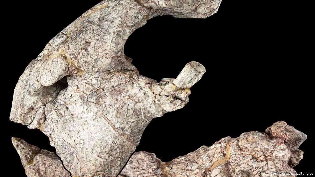 Neuer Dinosaurier aus Tansania beschrieben