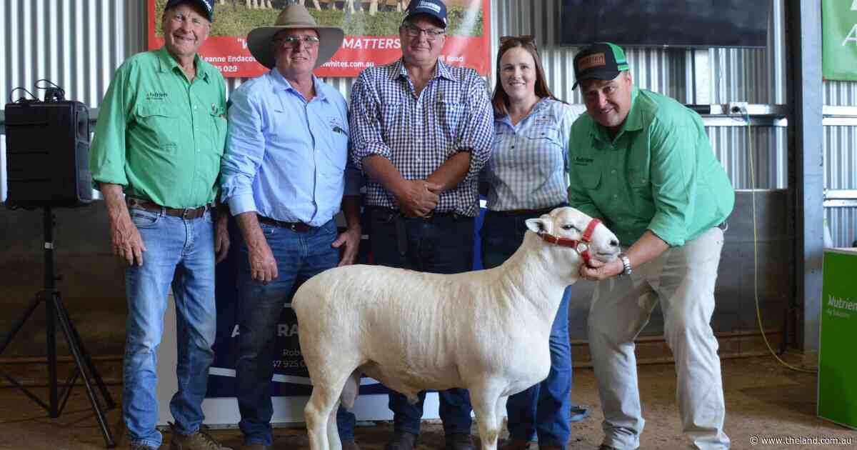 Interstate buyers drive up averages at Red Hill Australian White ram sale