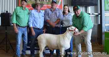 Interstate buyers drive up averages at Red Hill Australian White ram sale