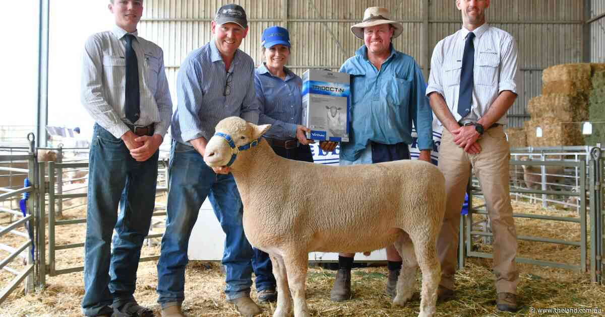 Ewes hit record as Abelene Park welcomes back Victorian buyers in a big way