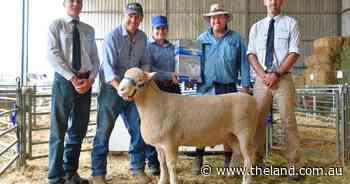 Ewes hit record as Abelene Park welcomes back Victorian buyers in a big way