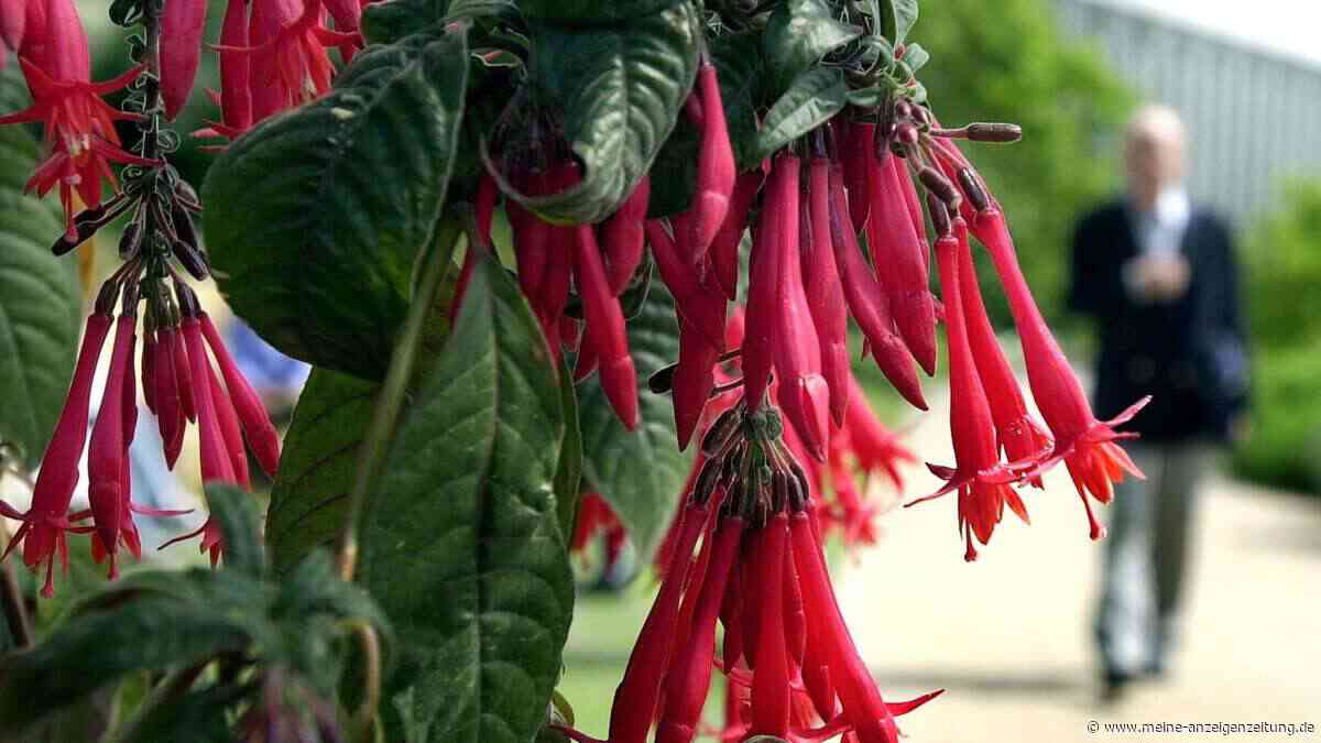 Fuchsien überwintern: Mit drei einfachen Tricks überleben die Blüten die Kälte
