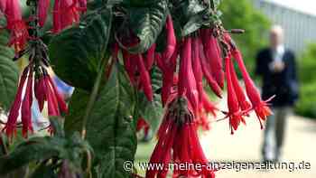 Fuchsien überwintern: Mit drei einfachen Tricks überleben die Blüten die Kälte