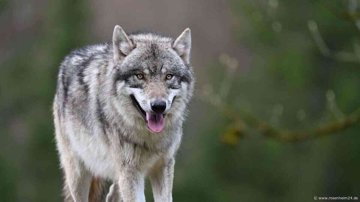 Jagd auf einen Geist: Abschuss des Chiemgauer Wolfs bald möglich? – Biologin sieht Probleme