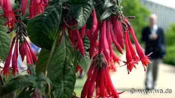 Fuchsien überwintern: Mit drei einfachen Tricks überleben die Blüten die Kälte