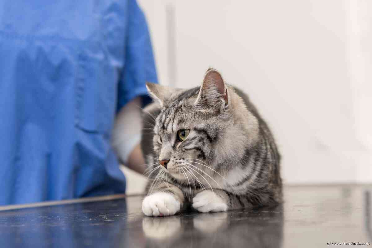Vet group CVS says portrayal of industry ‘disappointing’ amid reforms