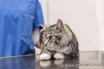 Vet group CVS says portrayal of industry ‘disappointing’ amid reforms