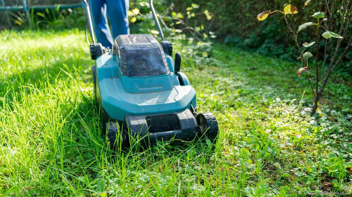 What time can you mow your lawn on weekends? UK gardeners settle the 8am debate