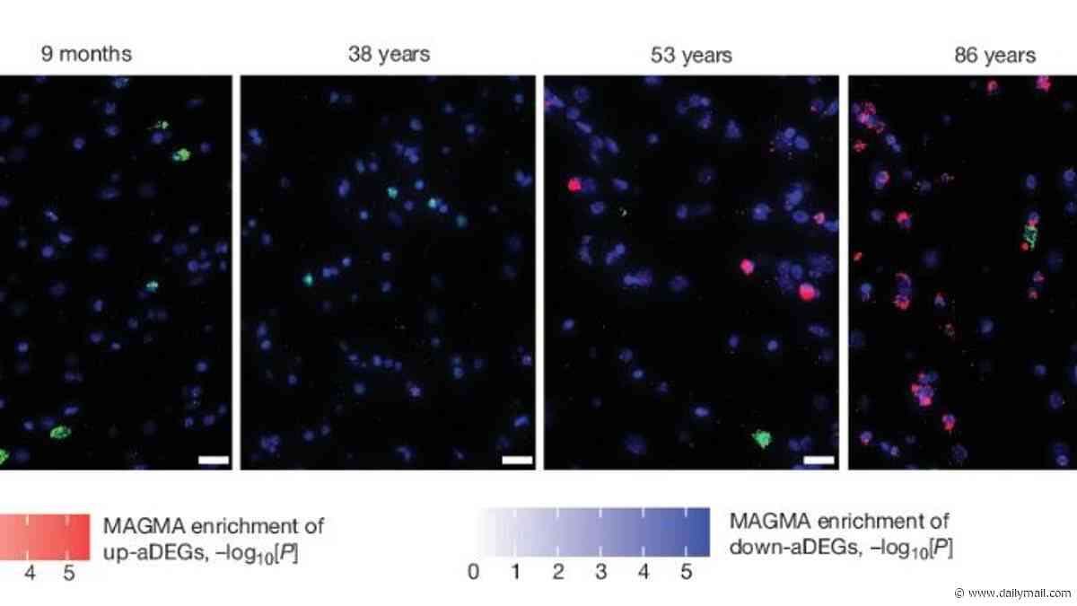 Your brain 'changes gear' TWICE in your life - once at age 24, and again at 60, study finds