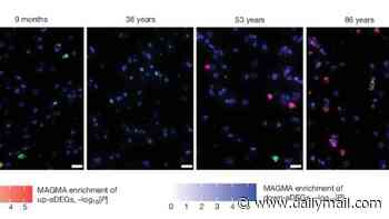 Your brain 'changes gear' TWICE in your life - once at age 24, and again at 60, study finds