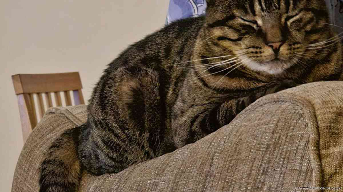 Hull couple left devastated after missing cat's tail 'posted through letterbox'