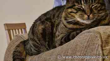 Hull couple left devastated after missing cat's tail 'posted through letterbox'