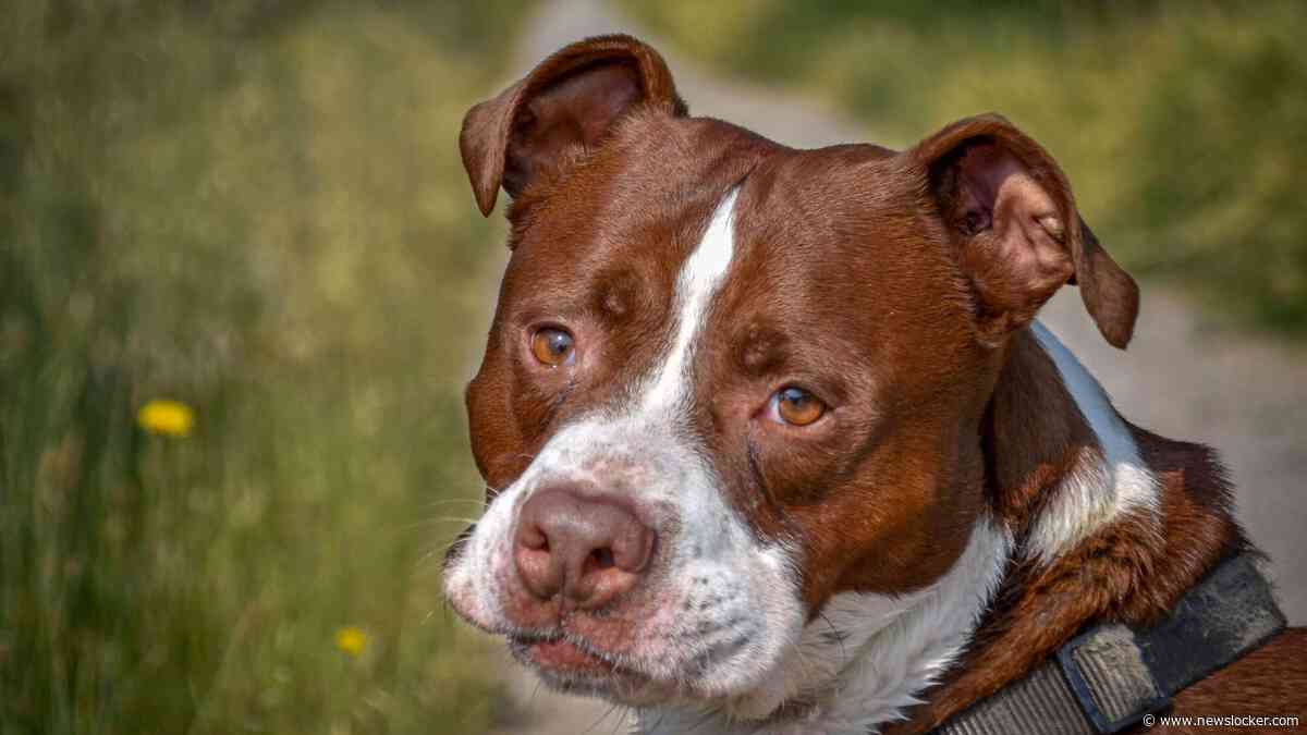 Praat mee: Moeten baasjes van honden met bijtrisico een verplichte cursus volgen?
