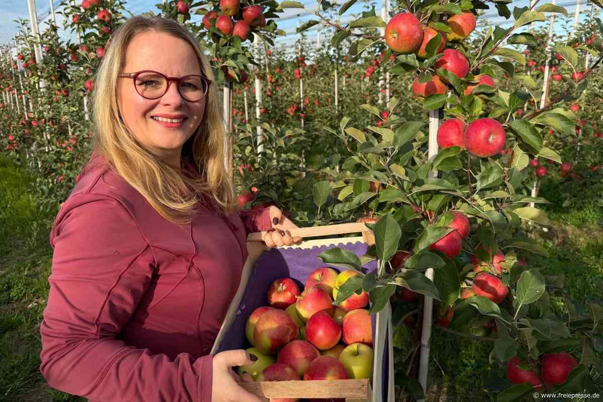 Apfel-Selbstpflücke bei Nossen: 18 Sorten stehen zur Wahl