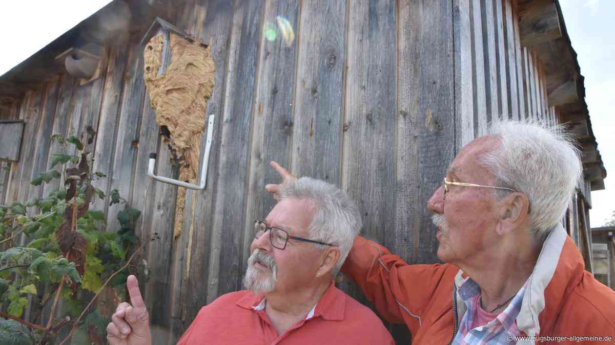 Umschwärmt: Warum zwei Schrebergärtner in Tiefenbach bei Hornissen sehr entspannt bleiben
