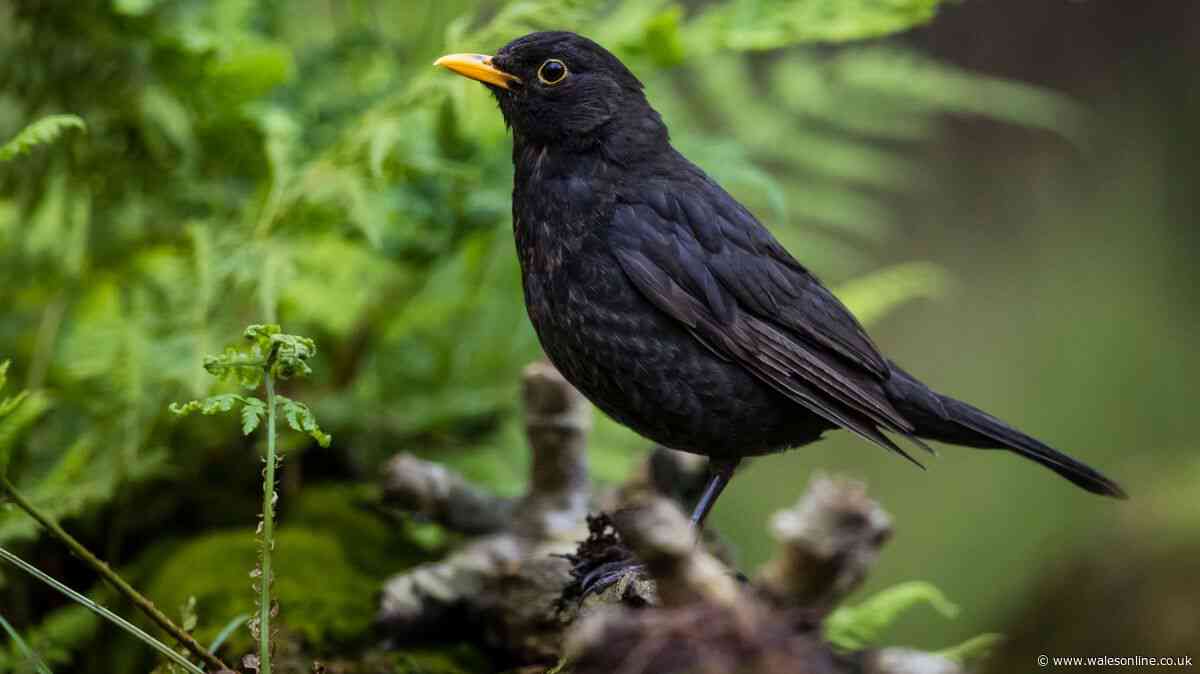 Feeding blackbirds one common item in October will keep them flocking to your garden