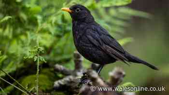 Feeding blackbirds one common item in October will keep them flocking to your garden