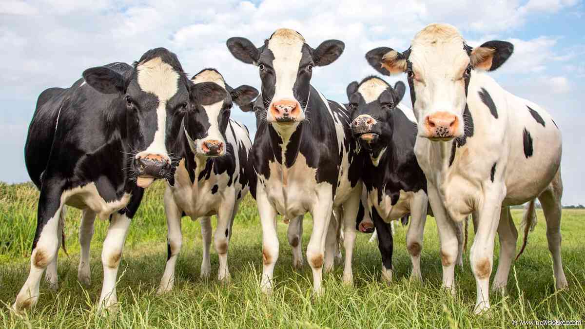 Gelderland eerste provincie die boeren strenge stikstofregels oplegt bij natuur