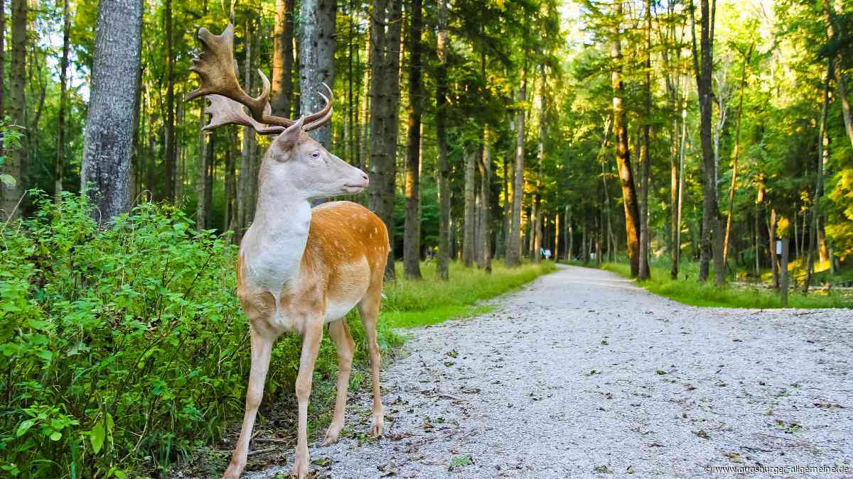 Achtung: brunftiges Damwild im Lechpark Pössinger Au