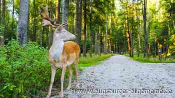 Achtung: brunftiges Damwild im Lechpark Pössinger Au